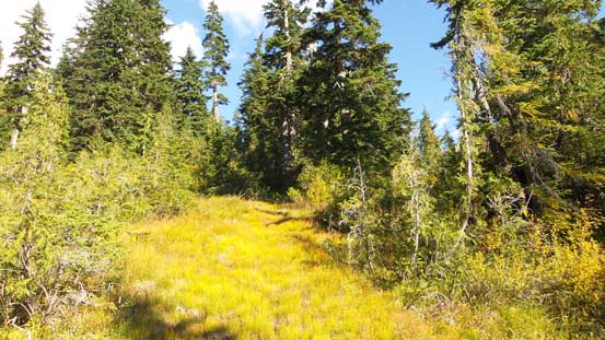 Down the forest I went.. 