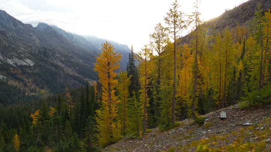 The larches were on! 