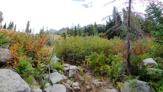 Going up again. We'd soon break out of the trees