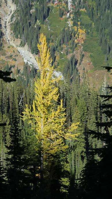 Another lone larch.. 