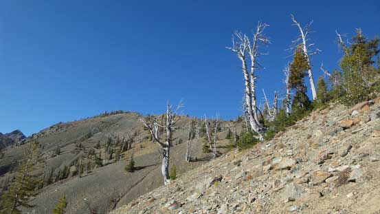 Very neat scenery here. The rainshadow side surely offers some different views! 
