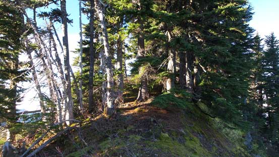 The typical forested travel along the ridge