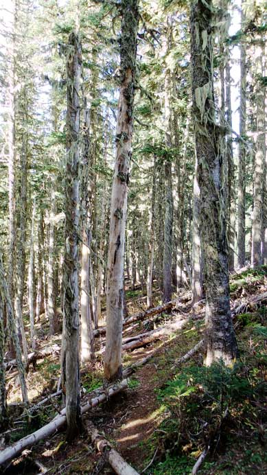 The typical forest travel