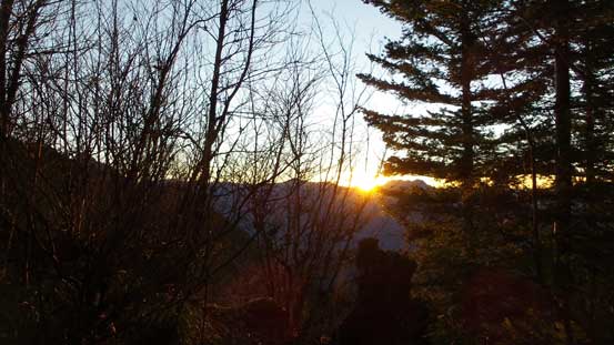 Sunrise through the thinning forest