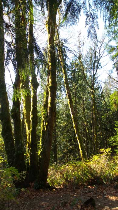 The typical coastal vegetation