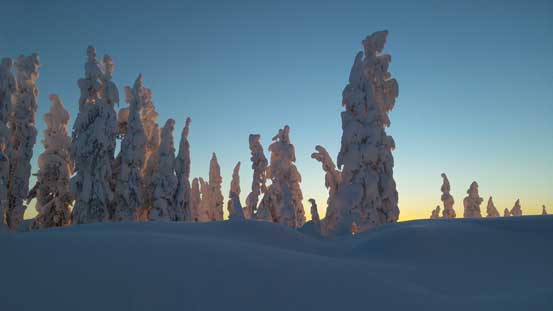 The morning sun behind these trees
