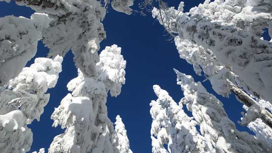 Cool tree sculptures