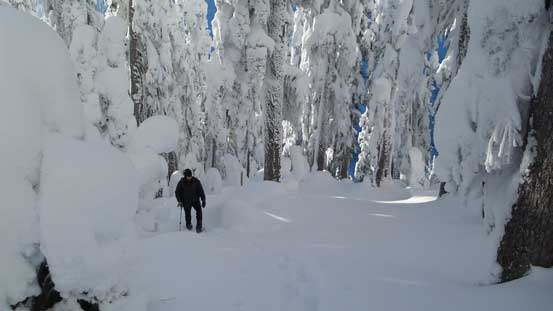 Ascending through the typical forested terrain