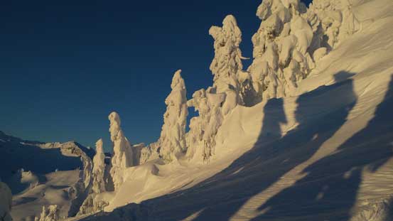 One more photo the of the trees 