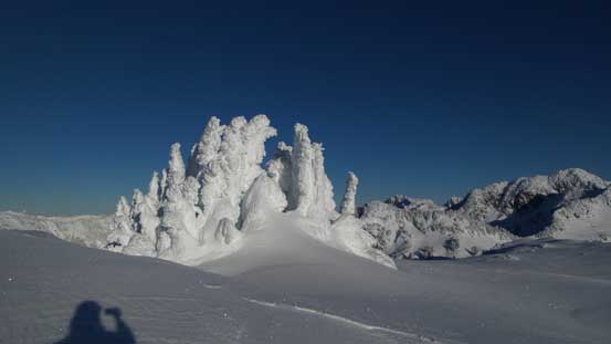 Still have trees up here near the summit 