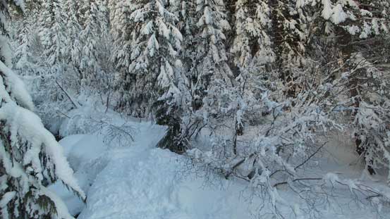 A bit of bush here and there. 