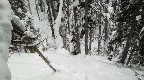 Finally managed to cross the creek and into the old growth forest