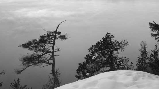 Arriving at the view point, looking down at two interesting trees. 