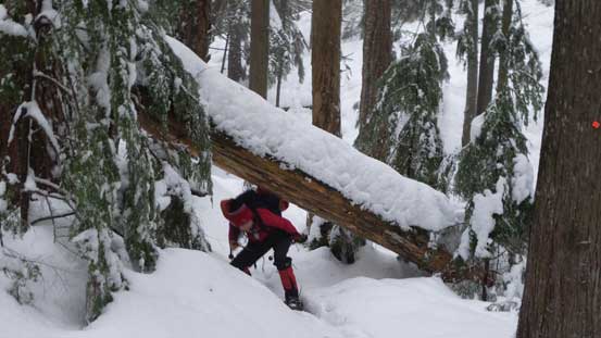 The first major dead-fall