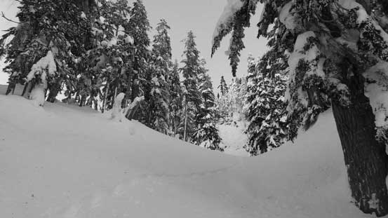 As much as we could see from the forest... 