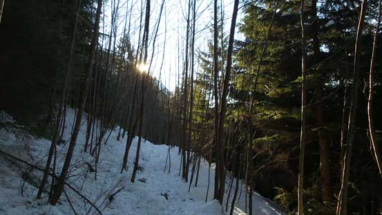Sunbeam through the trees
