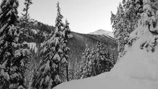 Plodding up Glacier Road. The steep forested section is where we'd go next