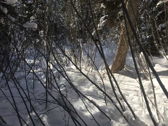 Pushing through the alders.. 