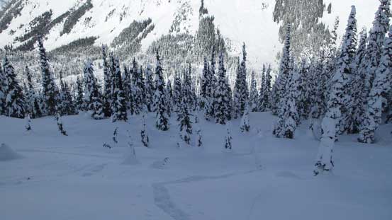 Plunging into the forest