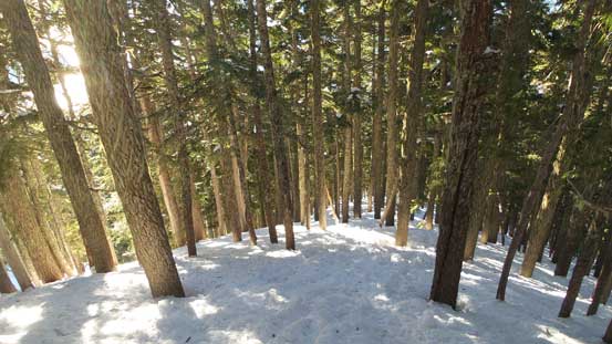 Into the forest, this summarizes the descent...