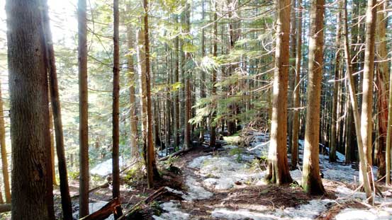 The typical view along Lynn Ridge Trail