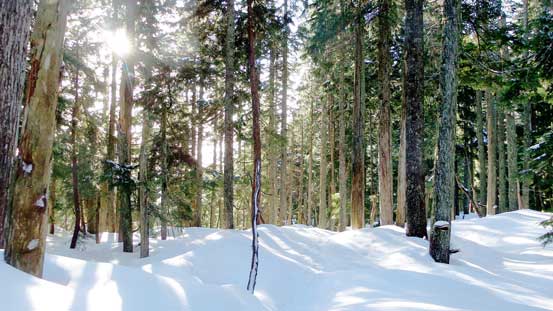 Sunbeam through the forest.