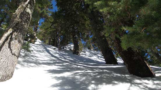 This is the typical terrain going up Middle Needle. 