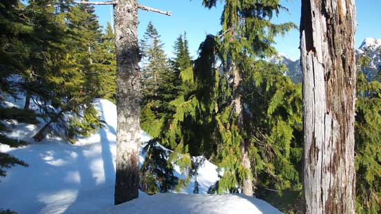 Lots of forested view from here onwards 