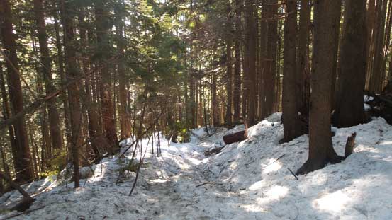 The typical descent down Lynn Ridge Trail