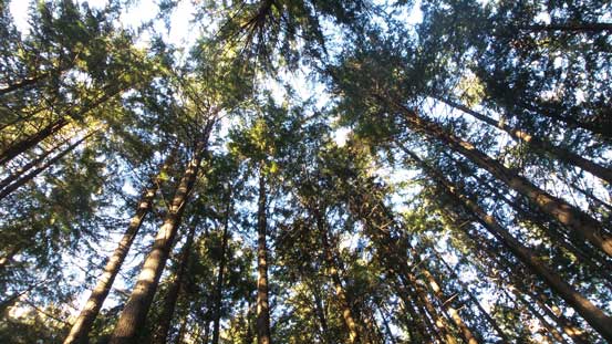 The west coast canopy 