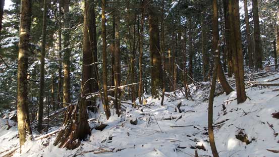 The typical forested travel... 